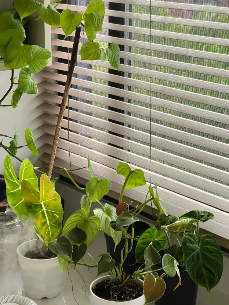 different philodendron plants showing varied leaf shapes and growth habits