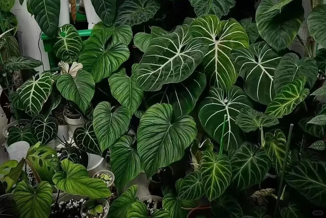 Philodendron Plant Guide
