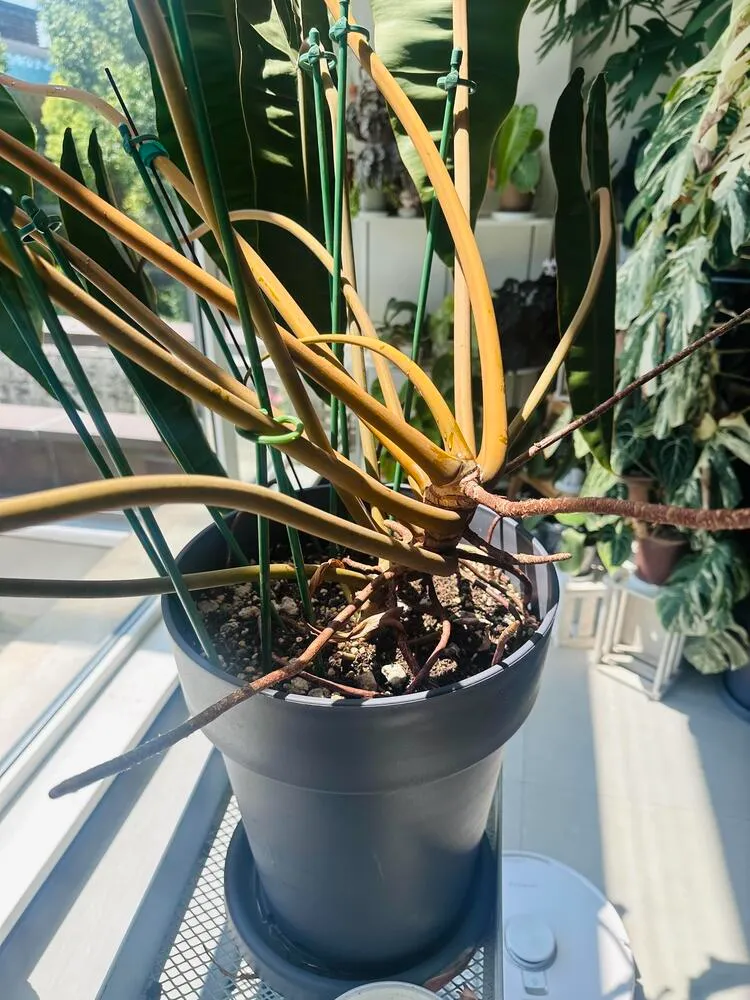 Philodendron Light Requirements: How Much Light They Really Need at Home 2 Philodendron sitting very close to a bright window with signs of strong light exposure
