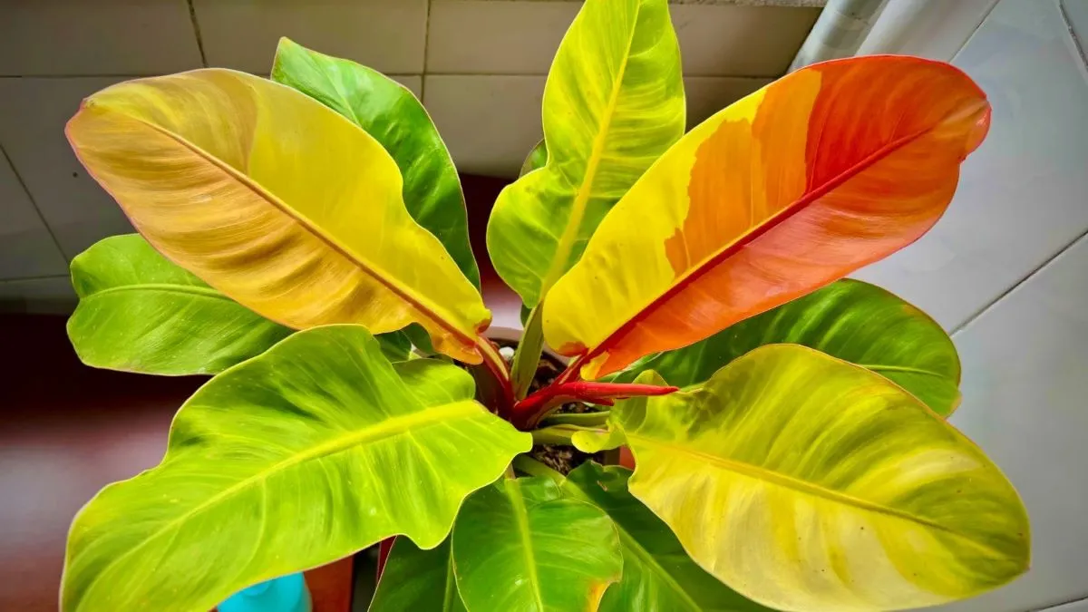 Philodendron Prince of Orange Care Why Mine Keeps Pushing New Colorful Leaves Philodendron Prince of Orange growing new orange leaves indoors