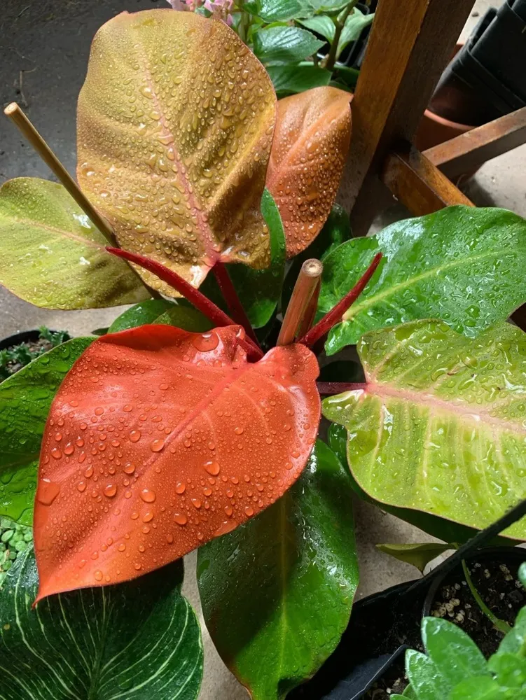 Philodendron Prince of Orange Care: Why Mine Keeps Pushing New Colorful Leaves 5 Orange and green leaves of Philodendron Prince of Orange with water droplets after misting or humidity exposure