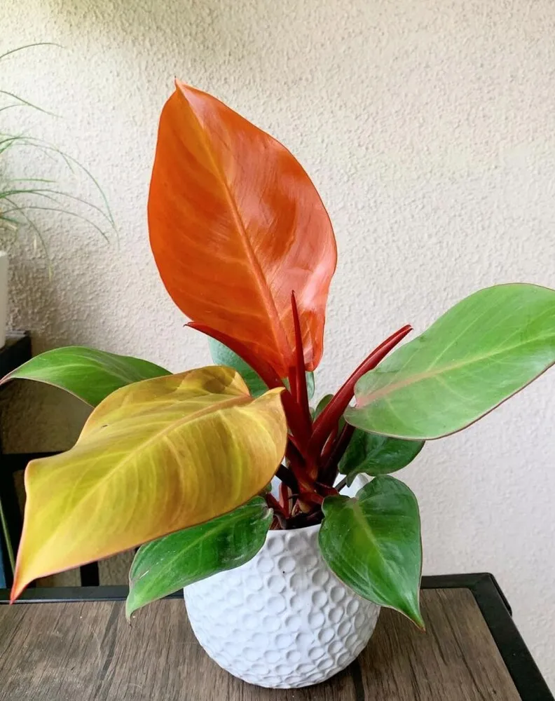 Philodendron Prince of Orange Care: Why Mine Keeps Pushing New Colorful Leaves 1 Philodendron Prince of Orange showing orange yellow and green leaves