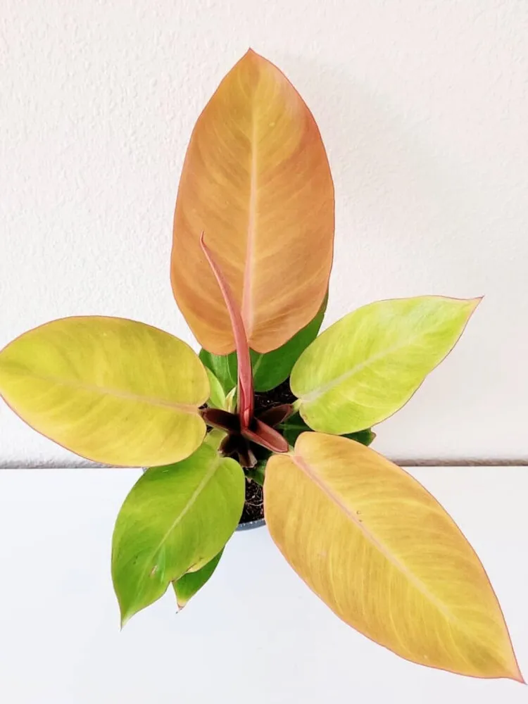 Philodendron Prince of Orange Care: Why Mine Keeps Pushing New Colorful Leaves 6 Philodendron Prince of Orange showing orange yellow and green leaves as older foliage matures