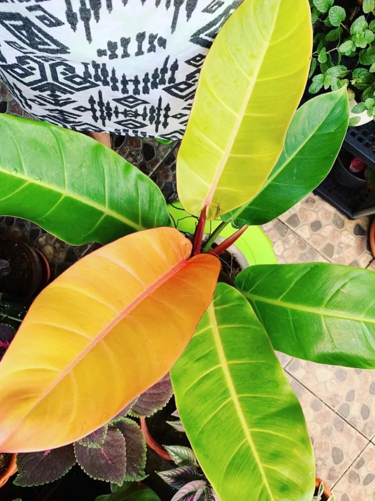 Philodendron Prince of Orange Care: Why Mine Keeps Pushing New Colorful Leaves 4 Philodendron Prince of Orange showing orange yellow and green foliage under bright growing conditions