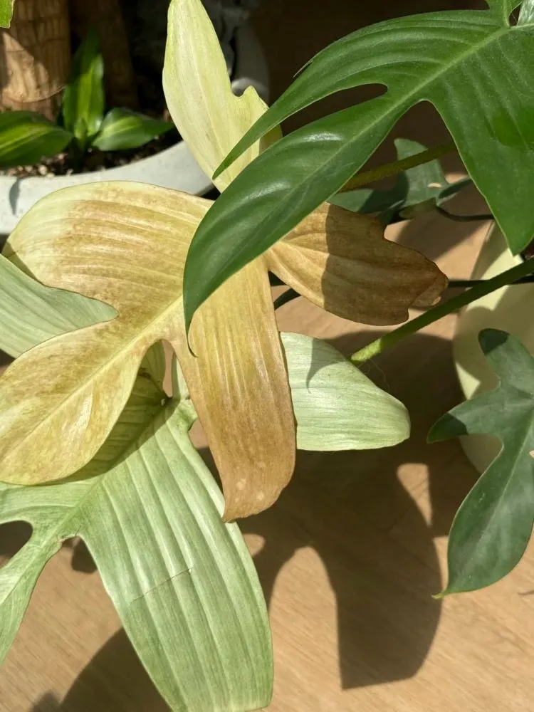 Philodendron Problems Common Signs and What They Usually Mean Philodendron Problems Common Signs and What They Usually Mean