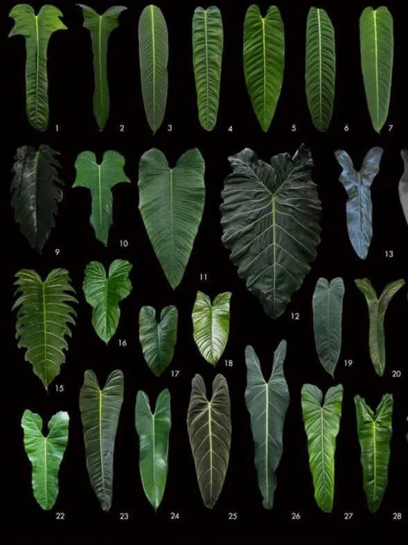 Philodendron Varieties Types, Growth Habits, and Popular Houseplant Favorites Philodendron Varieties Types, Growth Habits, and Popular Houseplant Favorites