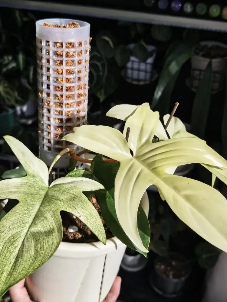 How to Put a Philodendron on a Moss Pole (Step-by-Step for Better Growth) 11 small climbing philodendron secured in new pot with moss pole setup finished