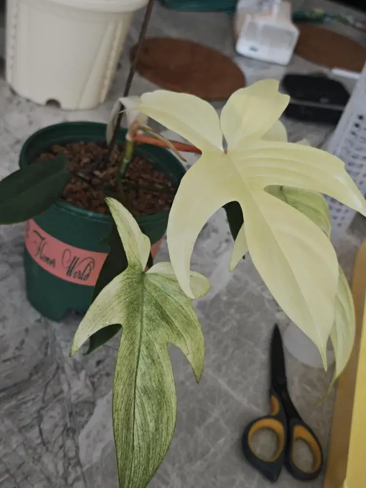How to Put a Philodendron on a Moss Pole (Step-by-Step for Better Growth) 2 small climbing philodendron before being repotted onto a moss pole