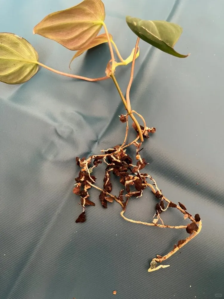 7 Signs of an Overwatered Philodendron (And What I Do Next) 7 Philodendron removed from its pot after severe overwatering with sparse roots and weakened foliage