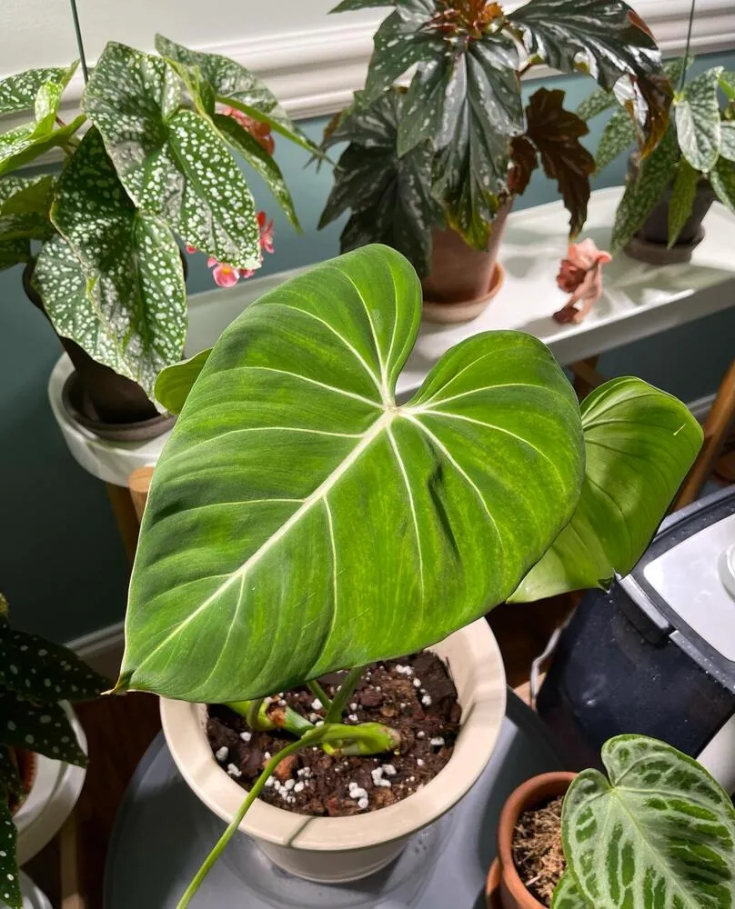 healthy philodendron growing in simple indoor soil mix with bark and perlite
