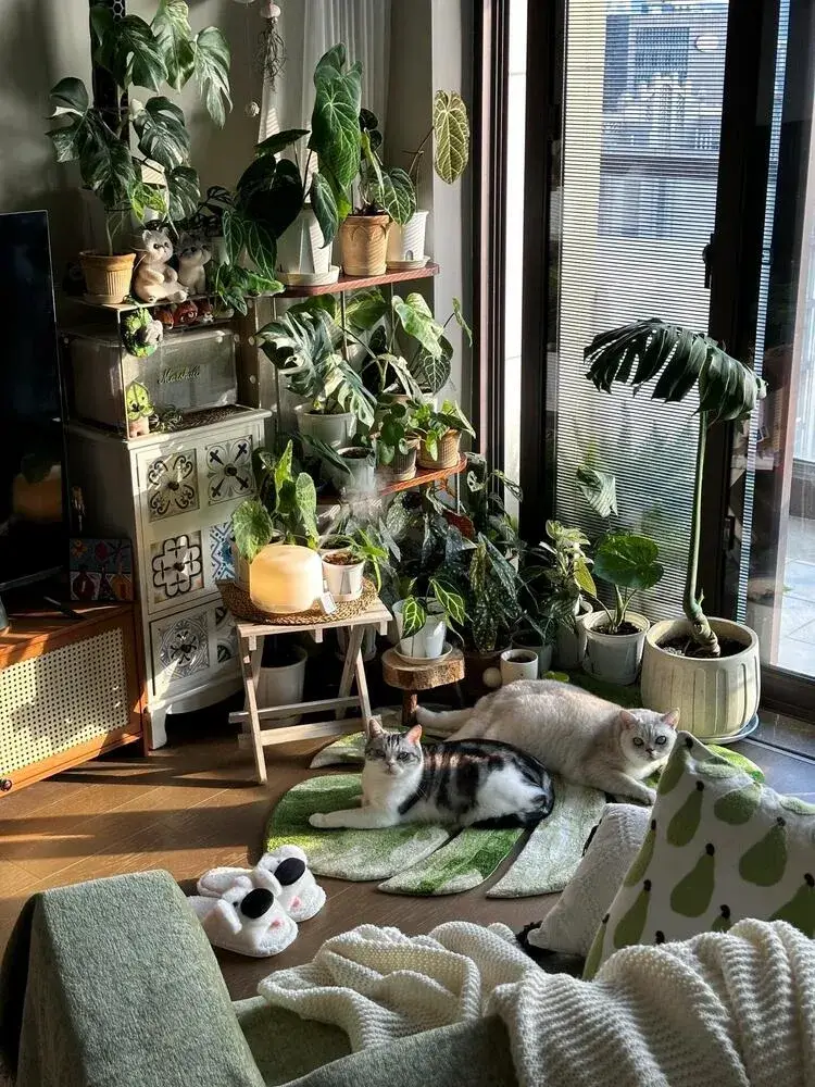 Is Philodendron Toxic to Cats? Symptoms, Risks, and What to Do 1 Philodendron is toxic to cats