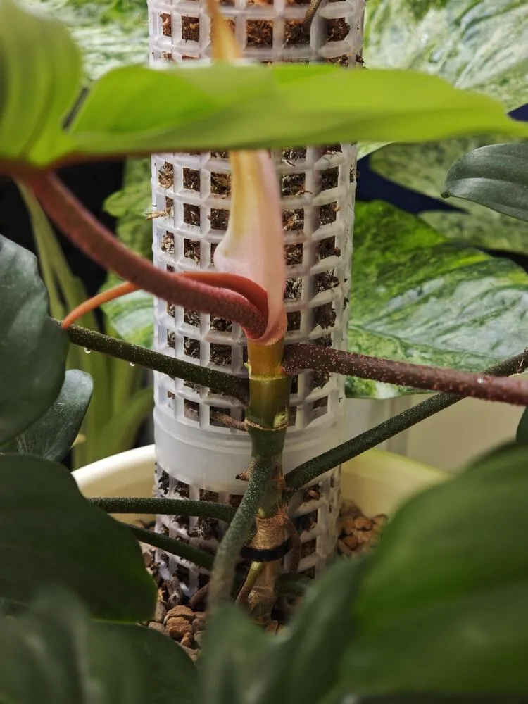 Close-up of a climbing philodendron stem and node pressed close to a moss pole surface