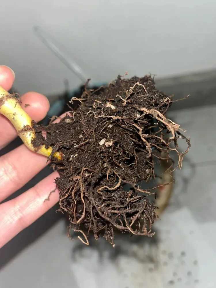 7 Signs of an Overwatered Philodendron (And What I Do Next) 6 Philodendron roots trapped in a dense, soggy root ball that has stayed wet for too long