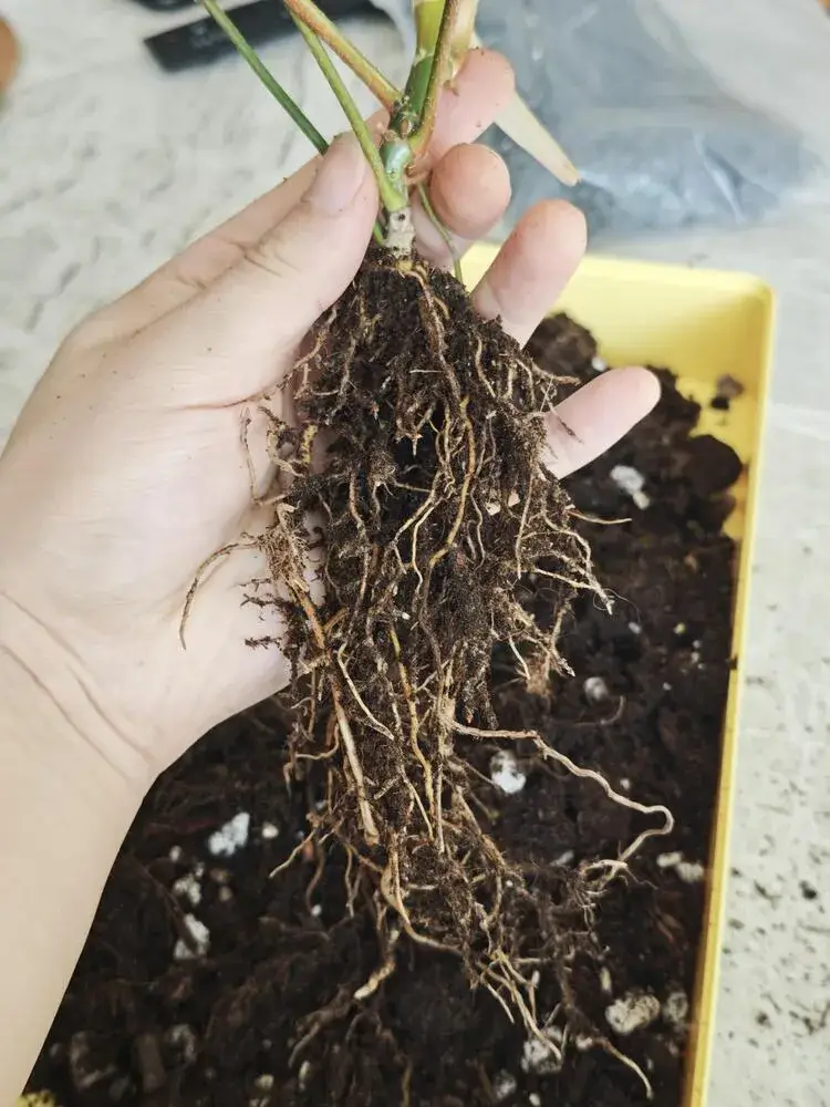 How to Put a Philodendron on a Moss Pole (Step-by-Step for Better Growth) 3 philodendron roots exposed after gently removing old potting mix
