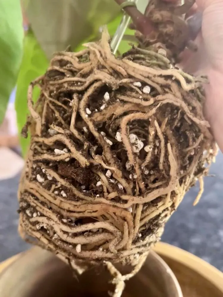 healthy philodendron roots filling pot in airy bark and perlite soil mix
