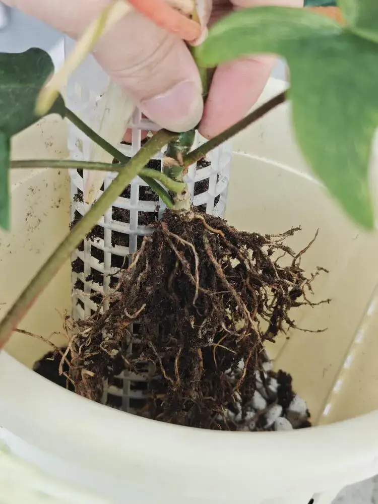 How to Put a Philodendron on a Moss Pole (Step-by-Step for Better Growth) 7 philodendron root system positioned next to moss pole inside new pot