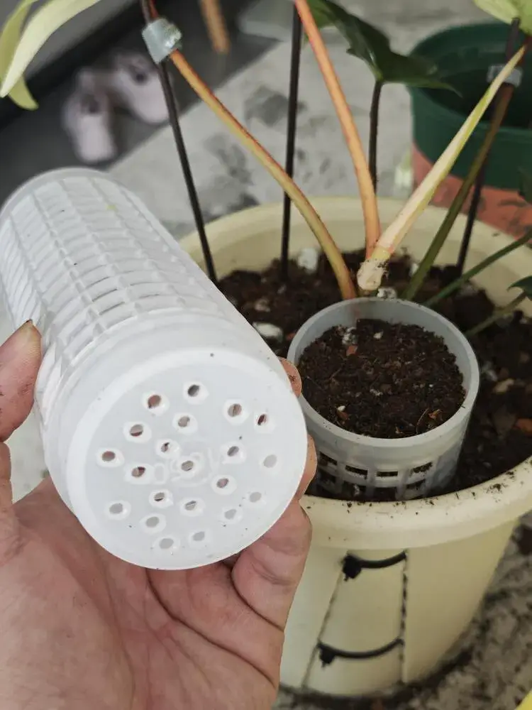 How to Put a Philodendron on a Moss Pole (Step-by-Step for Better Growth) 10 upper moss pole section with perforated base ready for philodendron setup