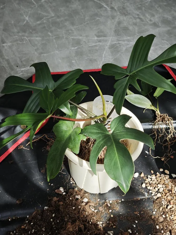 Climbing philodendron being repositioned in a pot while setting up moss pole support