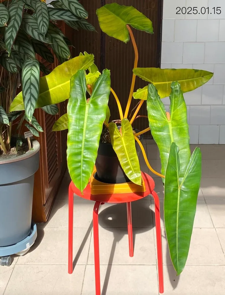philodendron billietiae leaves turning yellow from repot shock