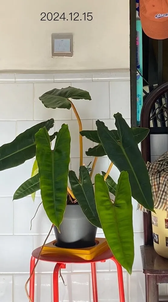 healthy philodendron billietiae before winter repotting