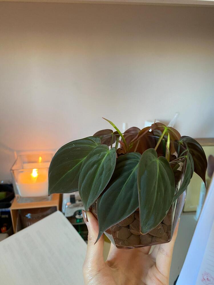 Philodendron Micans: My 3-Year Growing Experience and Care Tips 8 Philodendron Micans cuttings rooting in a clear container with water and clay pebbles