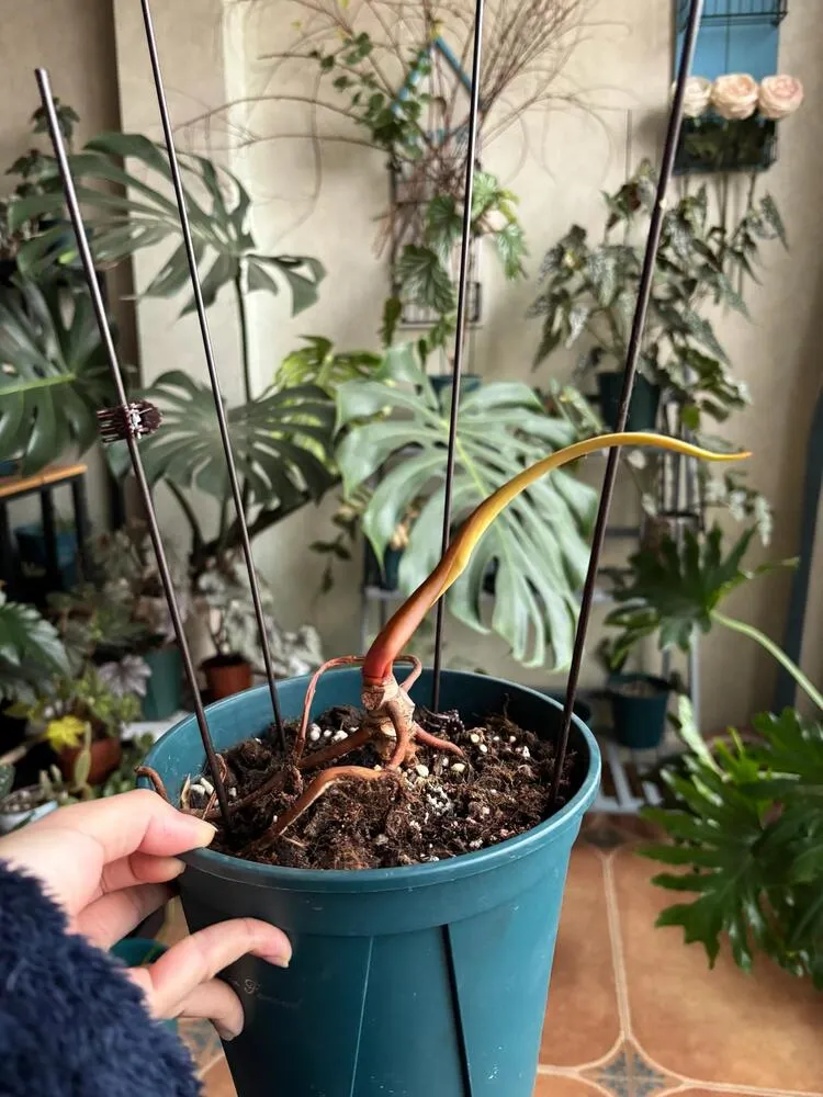 7 Signs of an Overwatered Philodendron (And What I Do Next) 4 Philodendron with most leaves lost, leaving a bare stem and new spear after extended overwatering stress