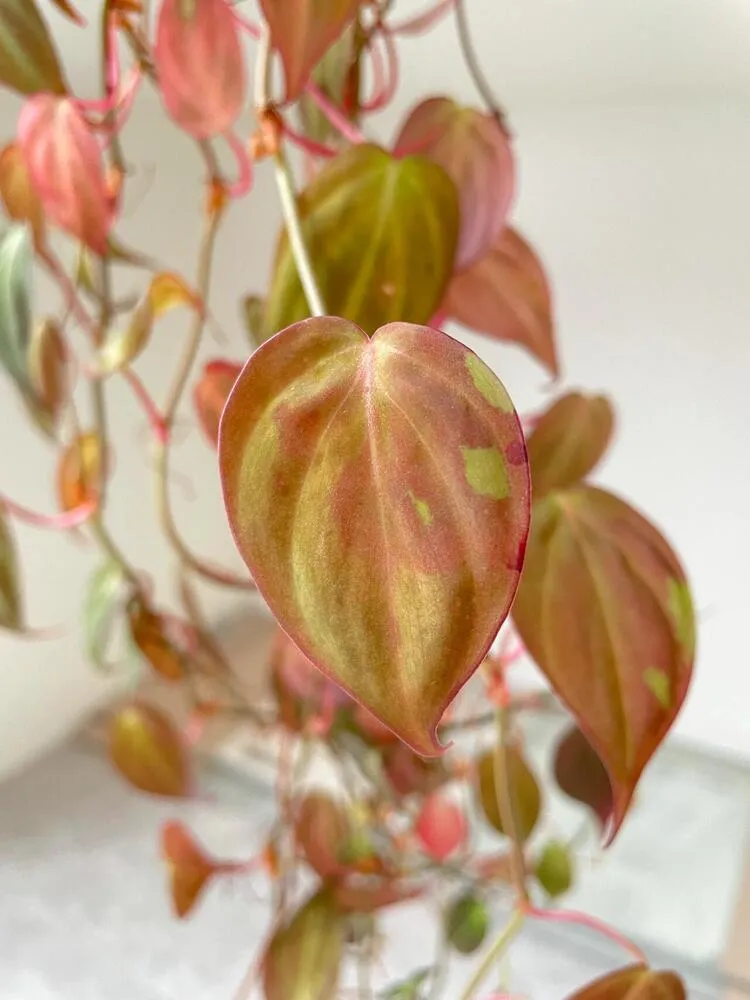 Philodendron Micans: My 3-Year Growing Experience and Care Tips 6 Close-up of a Philodendron Micans leaf with unusual red and bronze discoloration