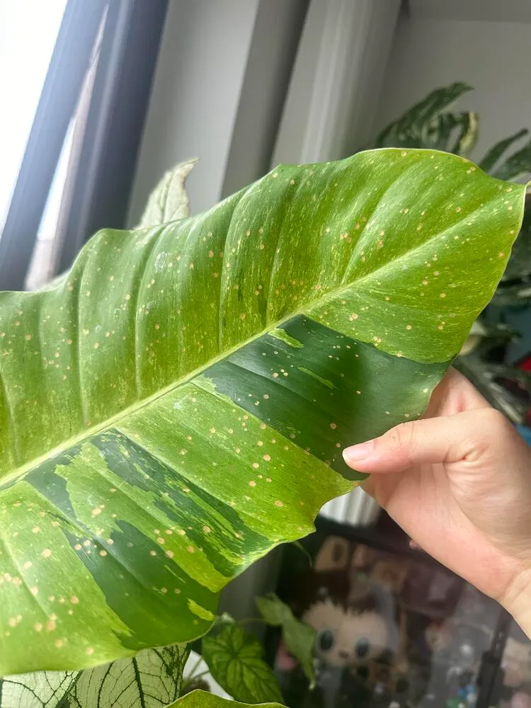 Why Does My Philodendron Have Brown Spots? Yellow Spots Often Come First 4 Philodendron leaf with many small pale brown sunburn spots scattered across the surface