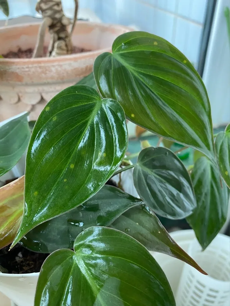 Why Does My Philodendron Have Brown Spots? Yellow Spots Often Come First 1 Philodendron leaves with several small yellow spot lesions scattered across the surface