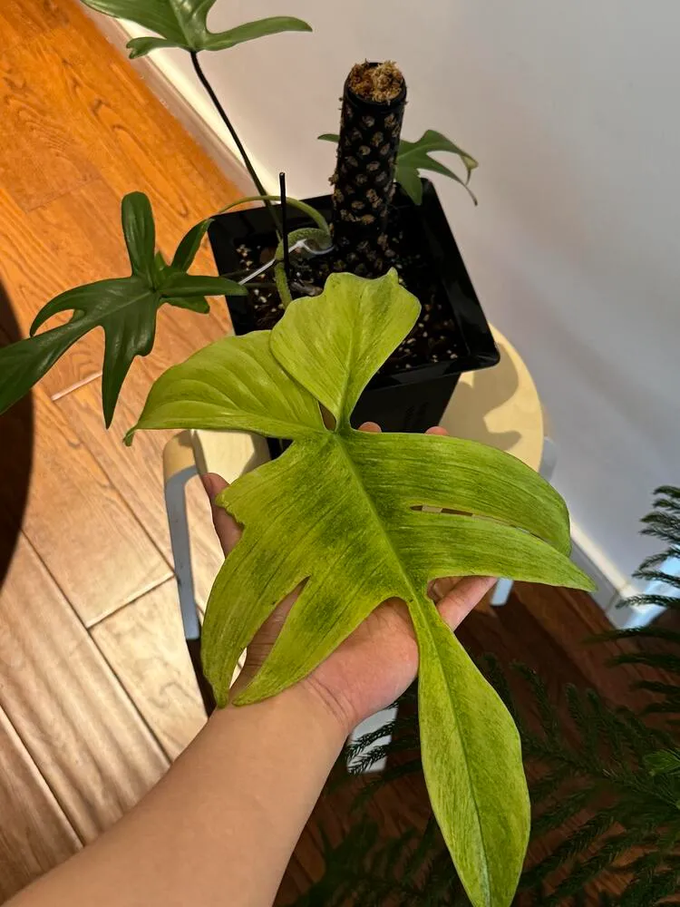 small new leaf on philodendron florida ghost after stress