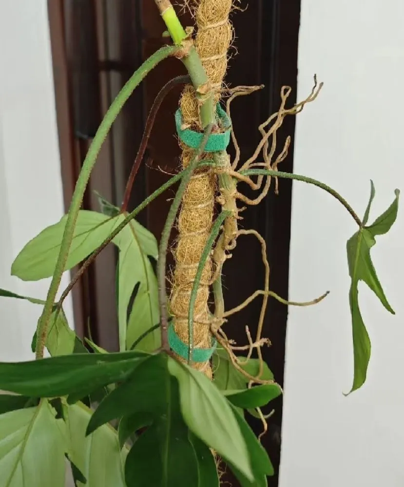 Why Is My Philodendron Drooping? 3 Real Causes I’ve Seen in My Own Plants 5 philodendron florida with drooping leaves and soft aerial roots after cold damage