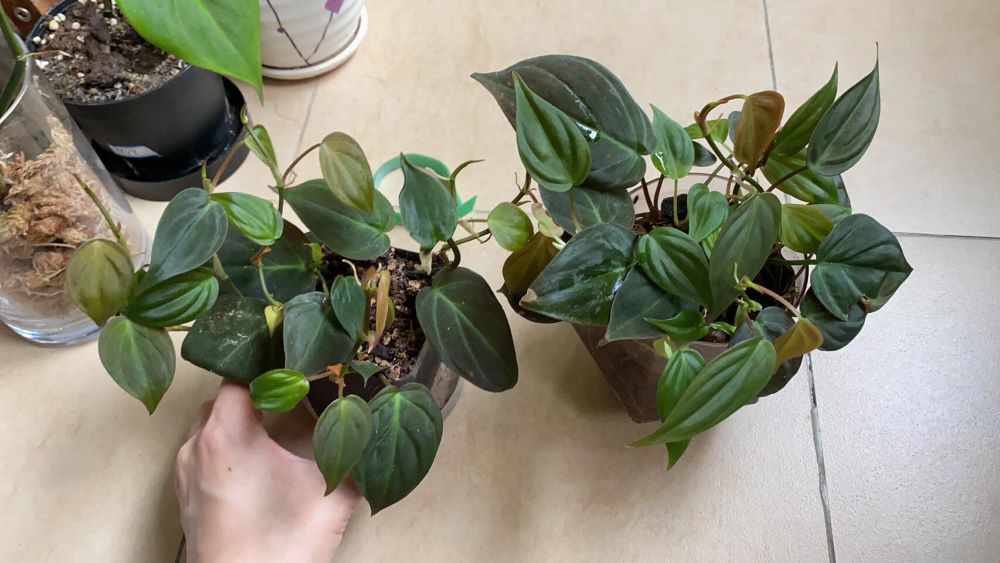 Philodendron Micans: My 3-Year Growing Experience and Care Tips 11 Comparison of Philodendron Micans cuttings grown in soil and in water-based media