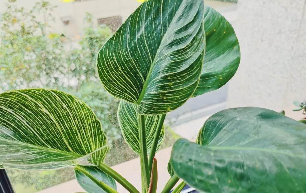 Philodendron Birkin with clearer white striping growing in bright indoor window light