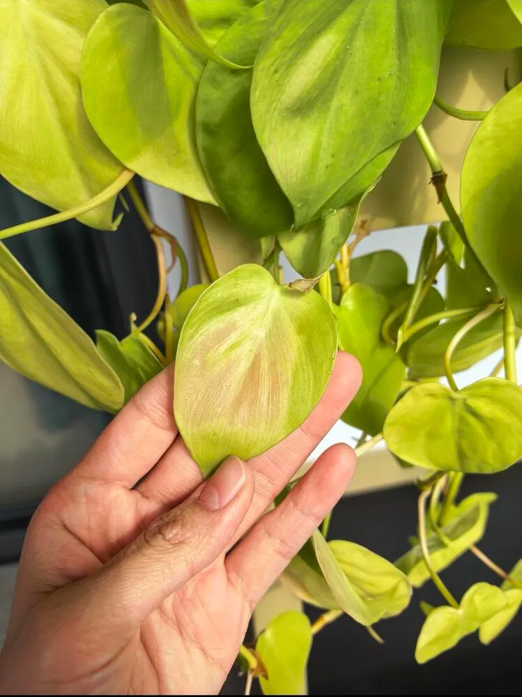 How I Grew Lemon Lime Philodendron From One Small Plant to Four Pots 4 lemon lime philodendron leaf with pale dry patch from sunburn and cold damage