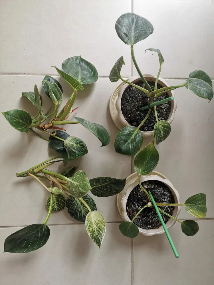 Philodendron Birkin after cutting back with original pots and stem cuttings laid out on the floor