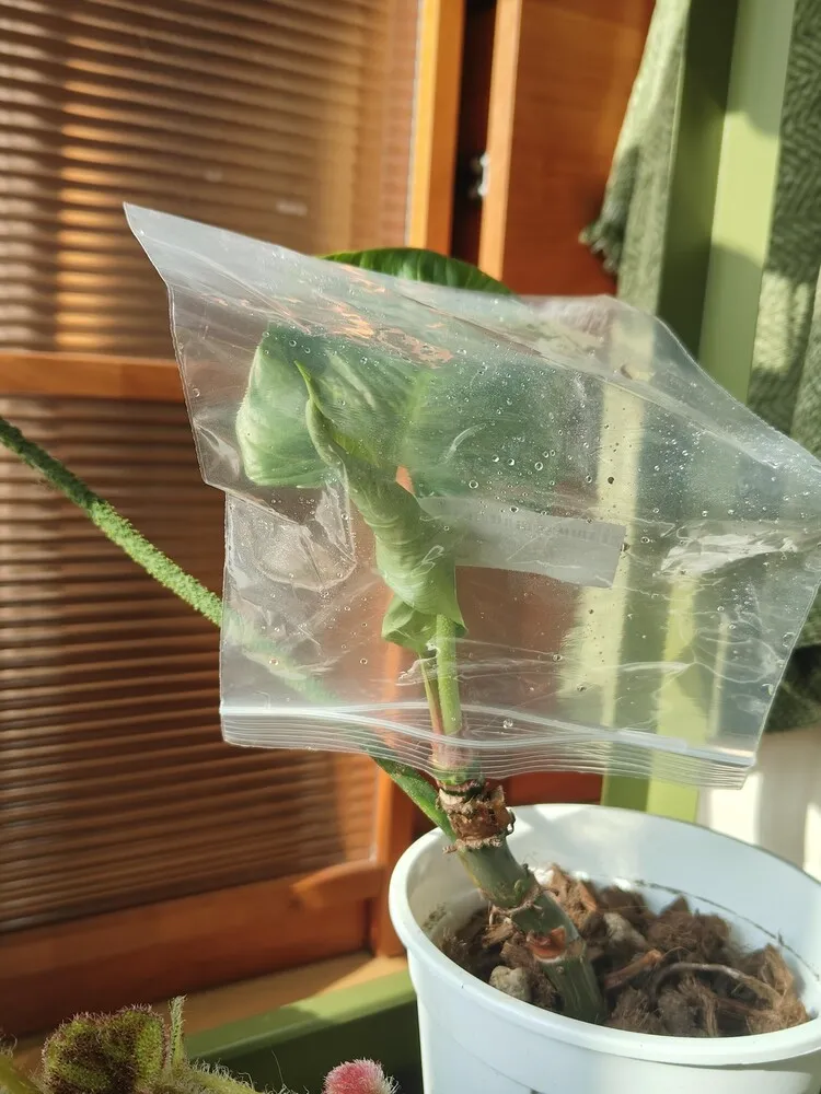 Why Are My Philodendron Leaves Curling? What I Learned From Two Real Cases 7 stuck philodendron leaf beginning to unfurl after temporary humidity bag treatment