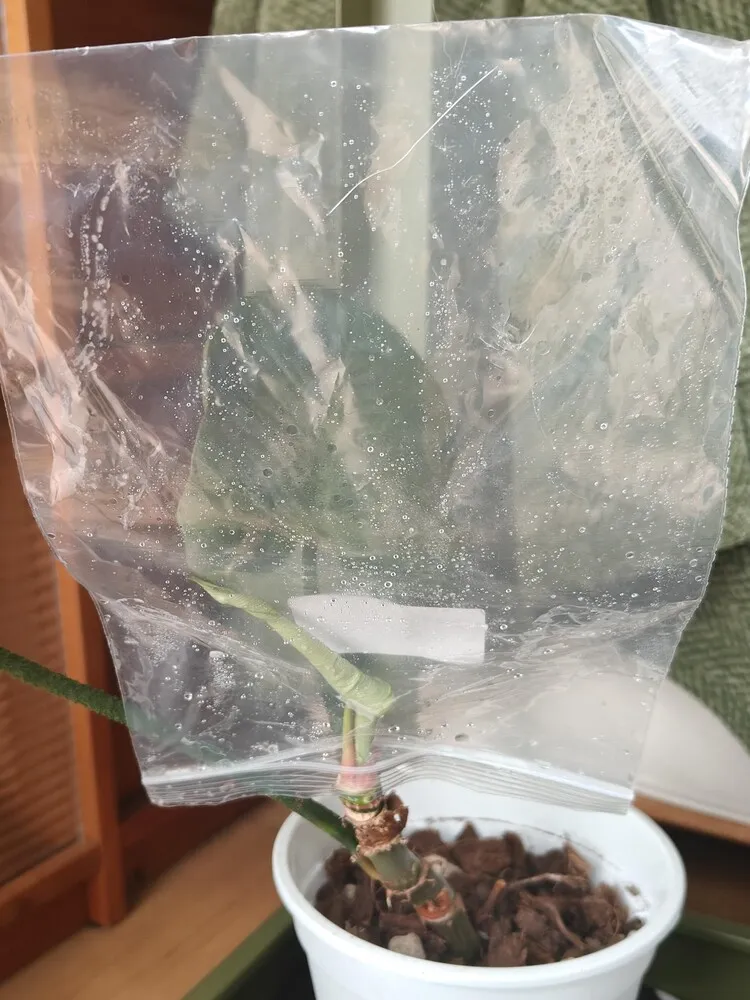 Why Are My Philodendron Leaves Curling? What I Learned From Two Real Cases 6 plastic bag placed over a stuck philodendron leaf to raise humidity
