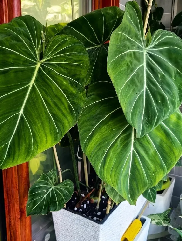 Philodendron Light Requirements: How Much Light They Really Need at Home 3 Large velvet-leaf philodendron with strong leaf size and texture in bright indoor light