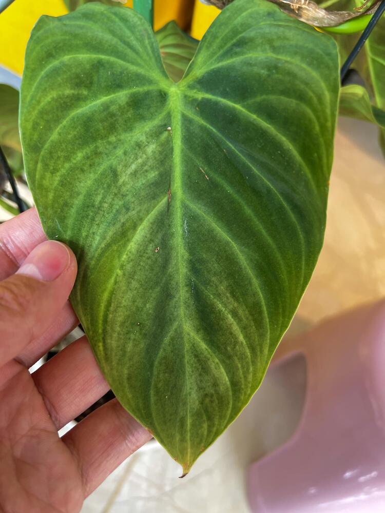 velvet philodendron leaf with faded uneven color before watering routine improved