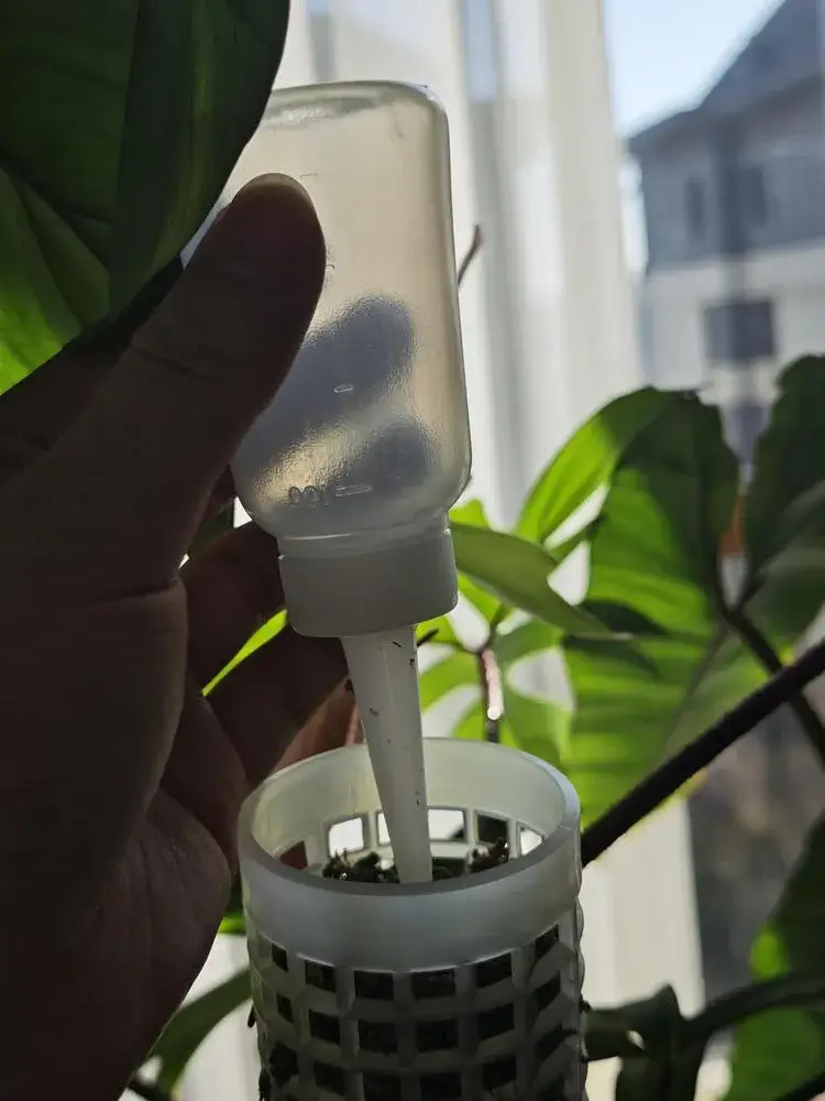 How to Put a Philodendron on a Moss Pole (Step-by-Step for Better Growth) 12 narrow-spout bottle adding water to the top of a philodendron moss pole