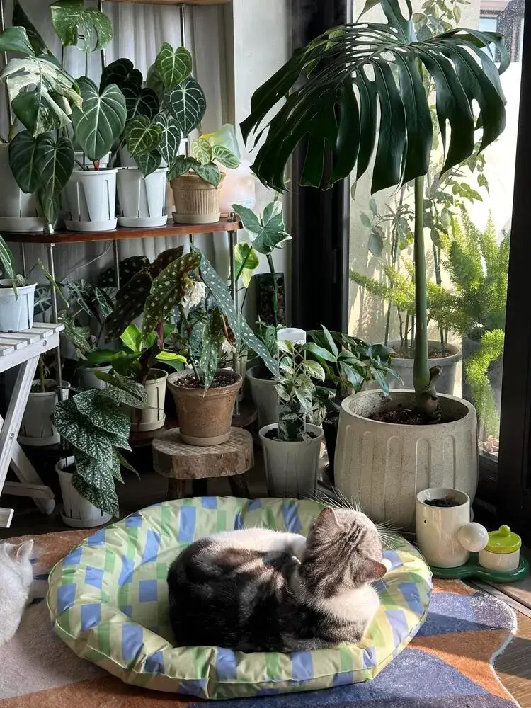 Is Philodendron Toxic to Cats? Symptoms, Risks, and What to Do 2 What I Would Do Right Away