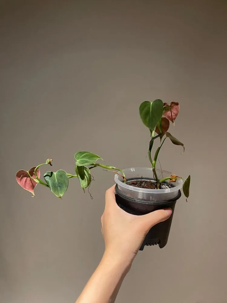 What Is a Philodendron
