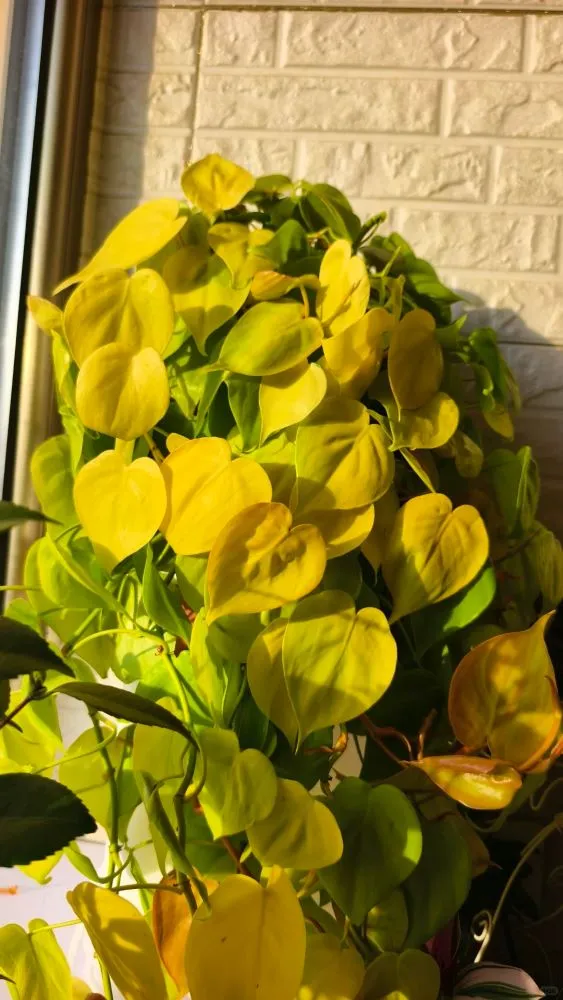 How I Grew Lemon Lime Philodendron From One Small Plant to Four Pots 2 What Lemon Lime Philodendron Color Really Looks Like