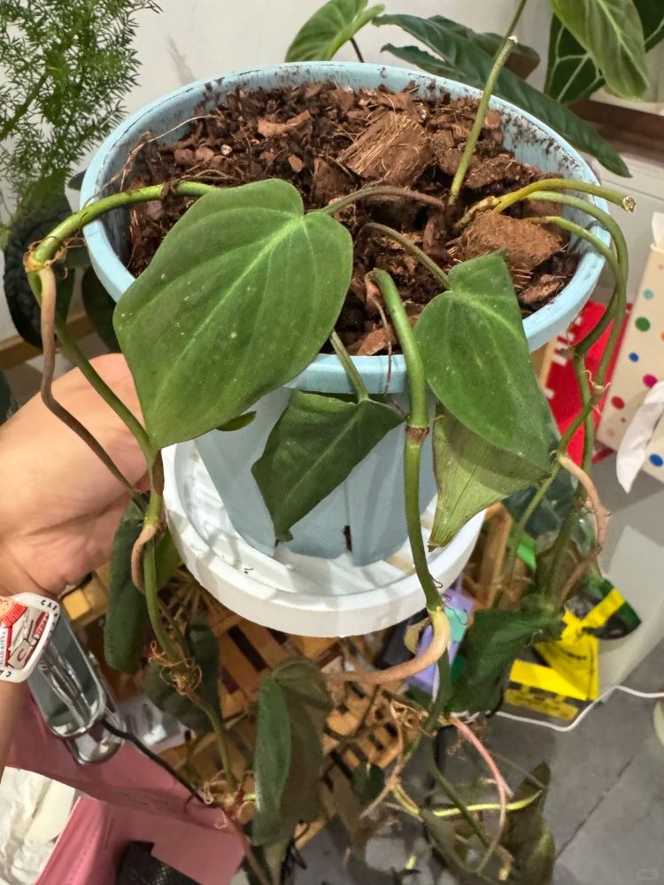Why Is My Philodendron Drooping? 3 Real Causes I’ve Seen in My Own Plants 1 What Philodendron Drooping Can Actually Mean