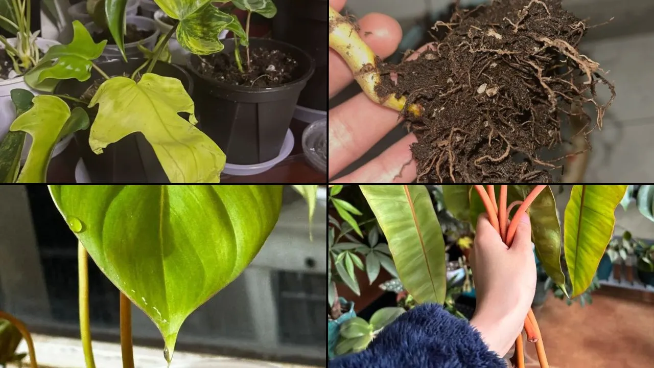 What an Overwatered Philodendron Really Looks Like (And What I Do Next) What an Overwatered Philodendron Really Looks Like (And What I Do Next)