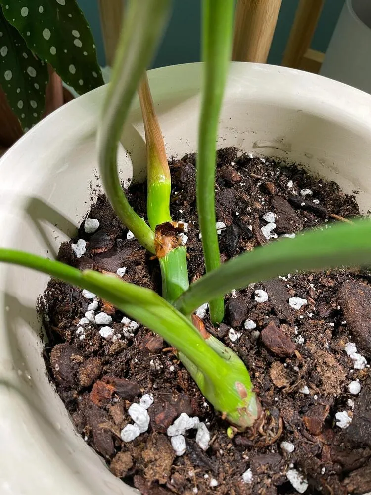 simple philodendron soil mix in pot with bark and perlite visible on the surface