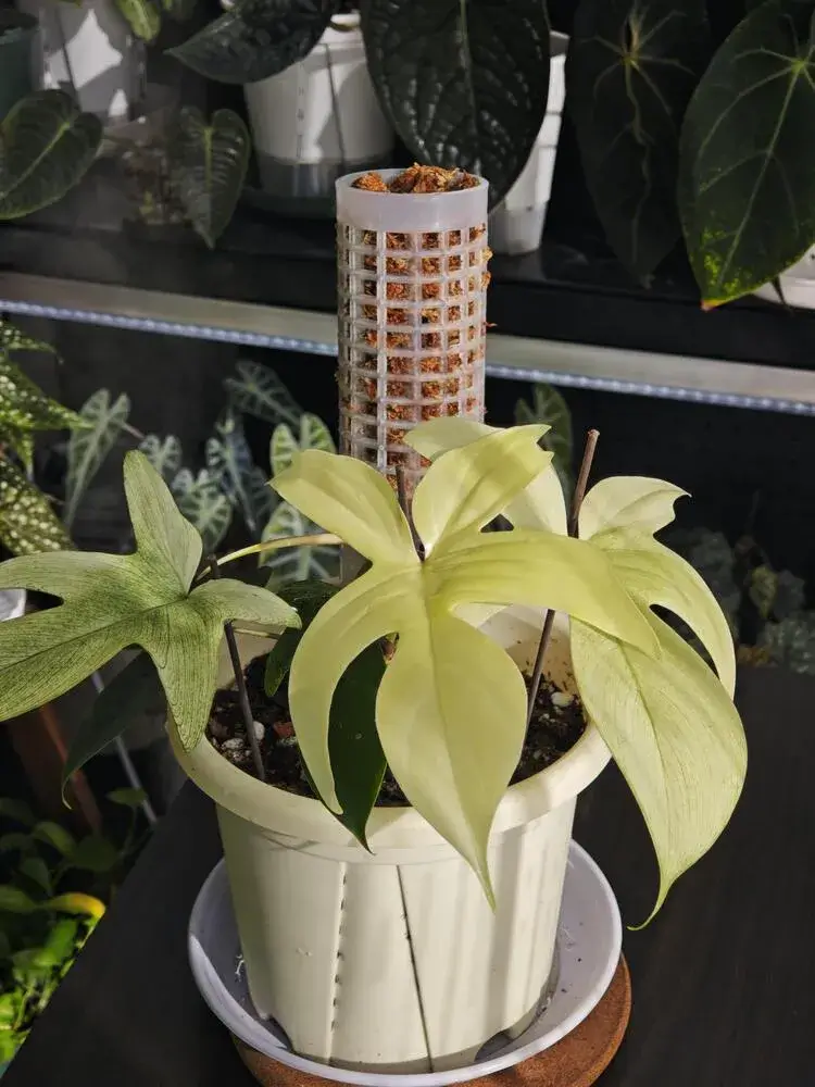 How to Put a Philodendron on a Moss Pole (Step-by-Step for Better Growth) 1 When I Decide a Philodendron Is Ready for a Moss Pole