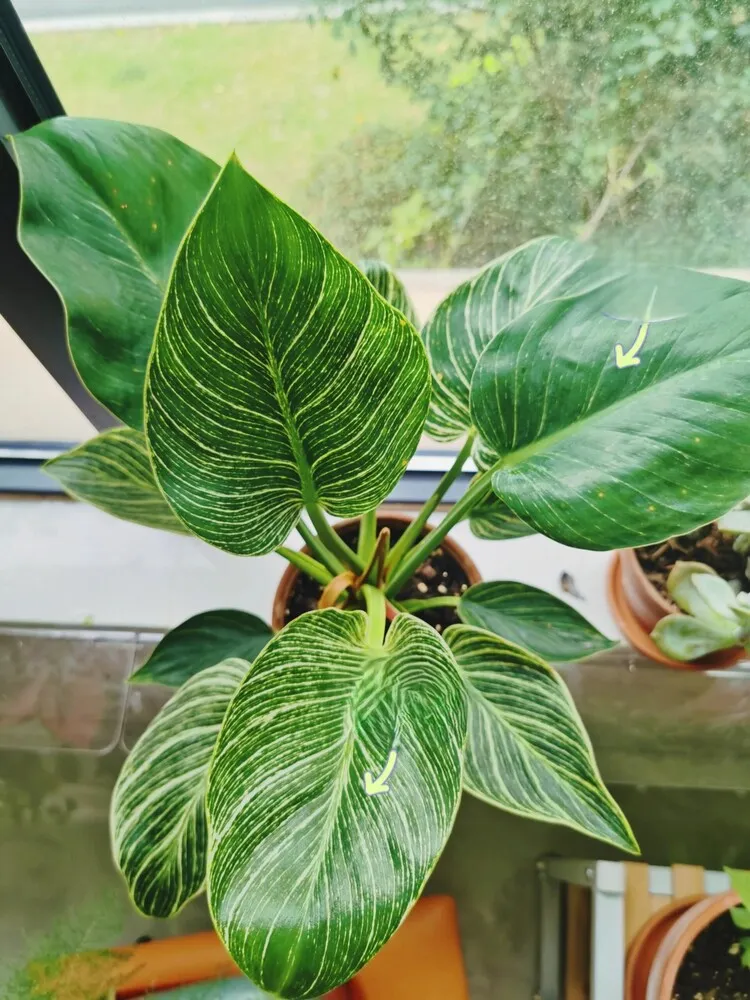 Philodendron Birkin with some greener leaves and weaker striping in indoor window light