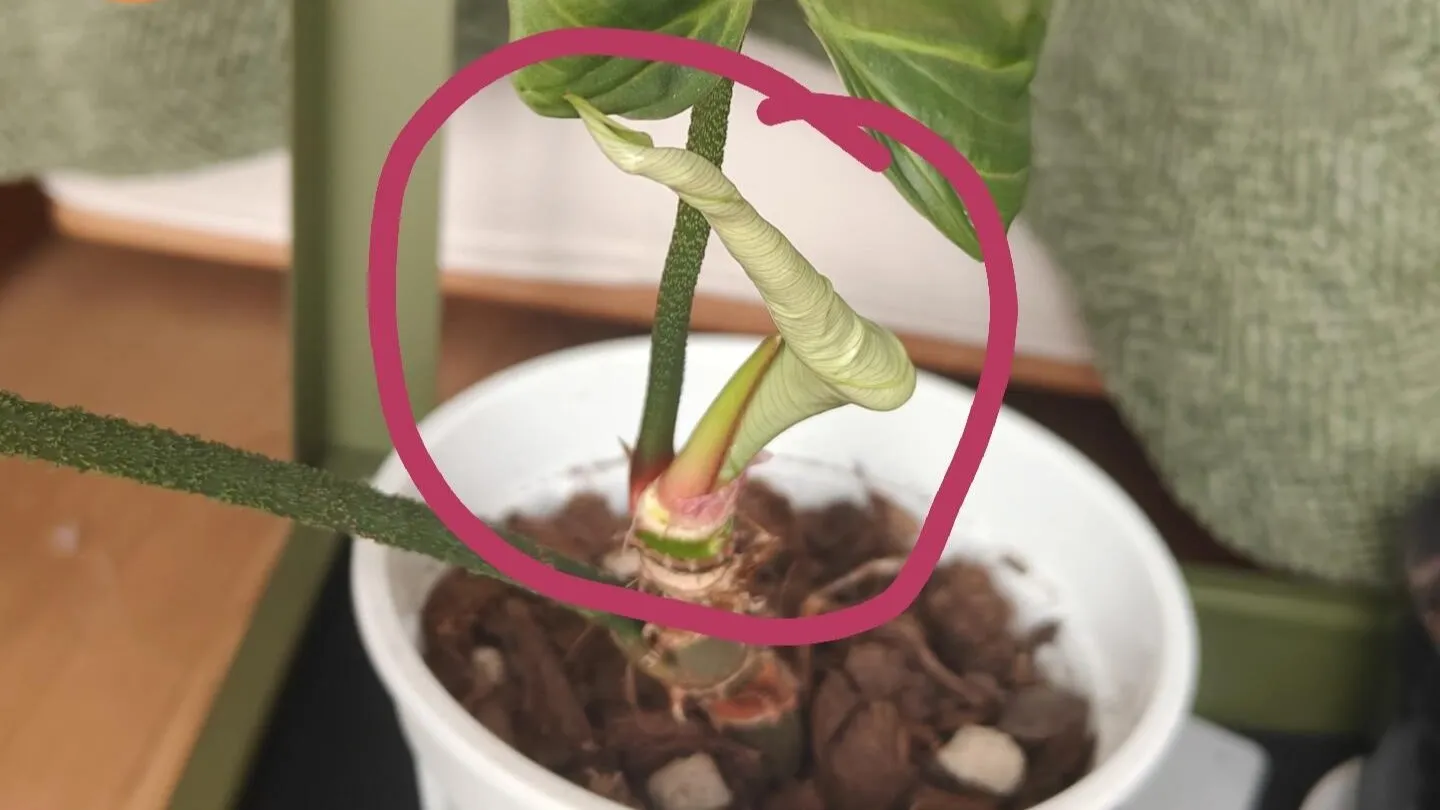 Why Are My Philodendron Leaves Curling What I Learned From Two Real Cases (2) Why Are My Philodendron Leaves Curling What I Learned From Two Real Cases