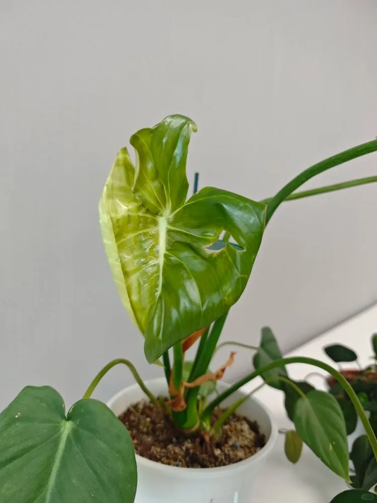 Why Are My Philodendron Leaves Curling? What I Learned From Two Real Cases 1 Why Are My Philodendron Leaves Curling What I Learned From Two Real Cases